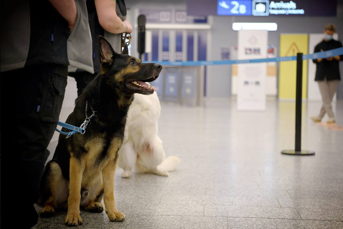 El perro rastreador de coronavirus llamado Valo se encuentra en el aeropuerto de Helsinki, Finlandia, para detectar la Covid-19 de los pasajeros que llegan, el 22 de septiembre de 2020