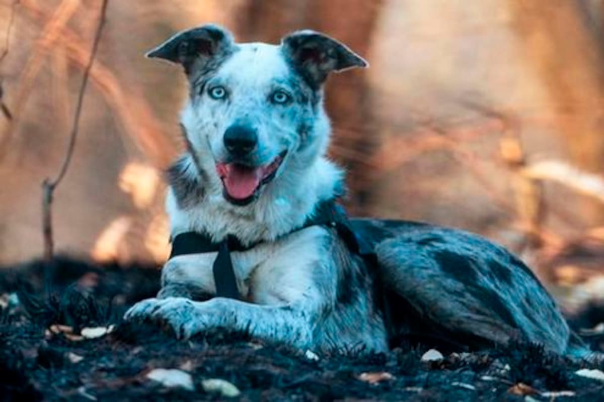 El perro, raza koolie australiano, es considerado un héroe por su gran labor durante los incendios forestales que ocurriendo en Australia