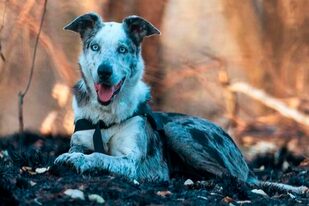 El perro, raza koolie australiano, es considerado un héroe por su gran labor durante los incendios forestales que ocurriendo en Australia