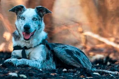 El perro, raza koolie australiano, es considerado un héroe por su gran labor durante los incendios forestales que ocurriendo en Australia