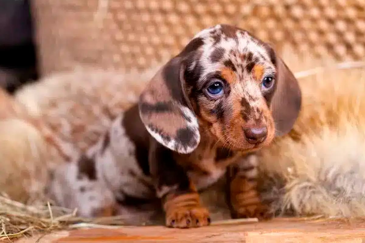 El perro salchicha, uno de los más tiernos