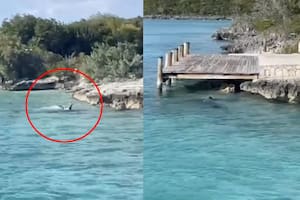 El perro se armó de valor para ahuyentar a un tiburón en Las Bahamas y lo persiguió