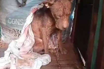 El perro se encontraba en una situación deplorable