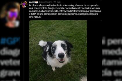 El perro se encuentra en recuperación (Captura Twitter)