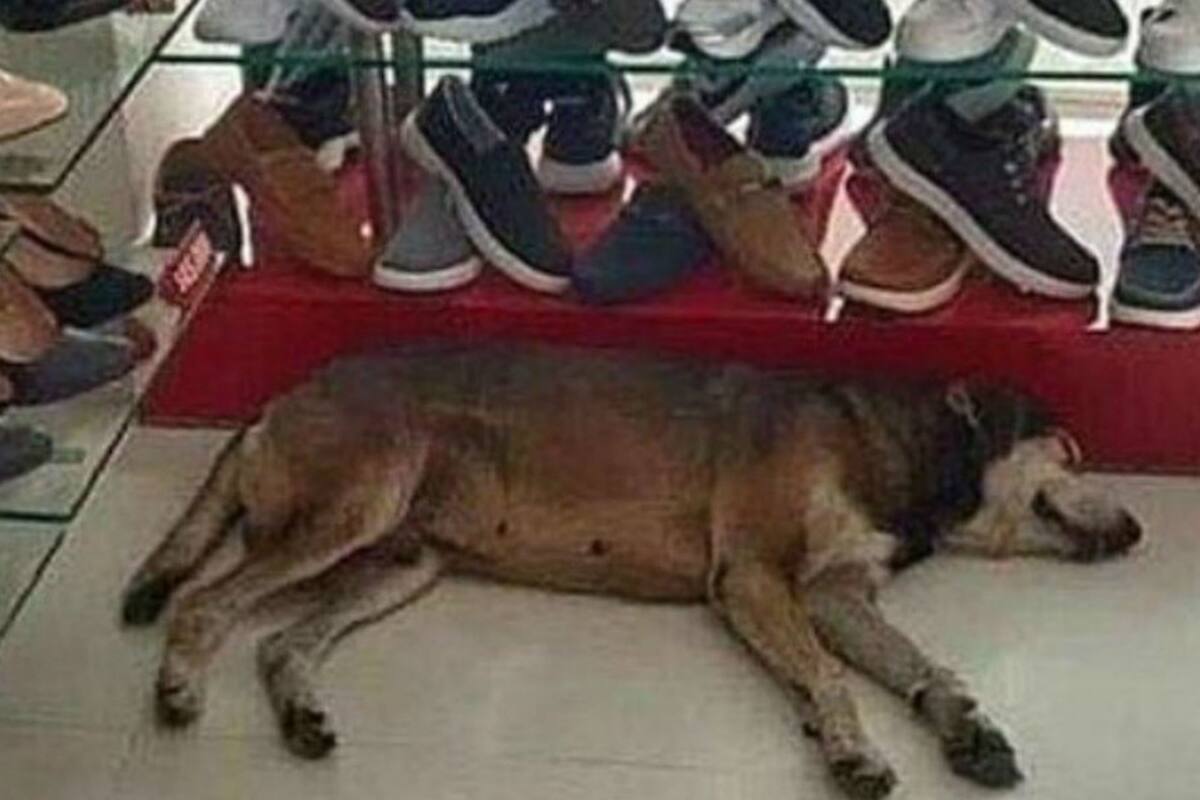 El perro se tiró a dormir en el local.
