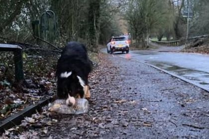 El perro se volvió una estrella en redes sociales (Foto Facebook David Grant)
