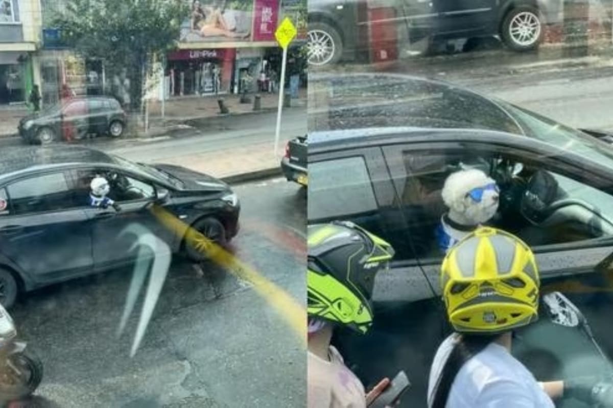 El perro se volvió viral en las redes sociales (foto: captura)