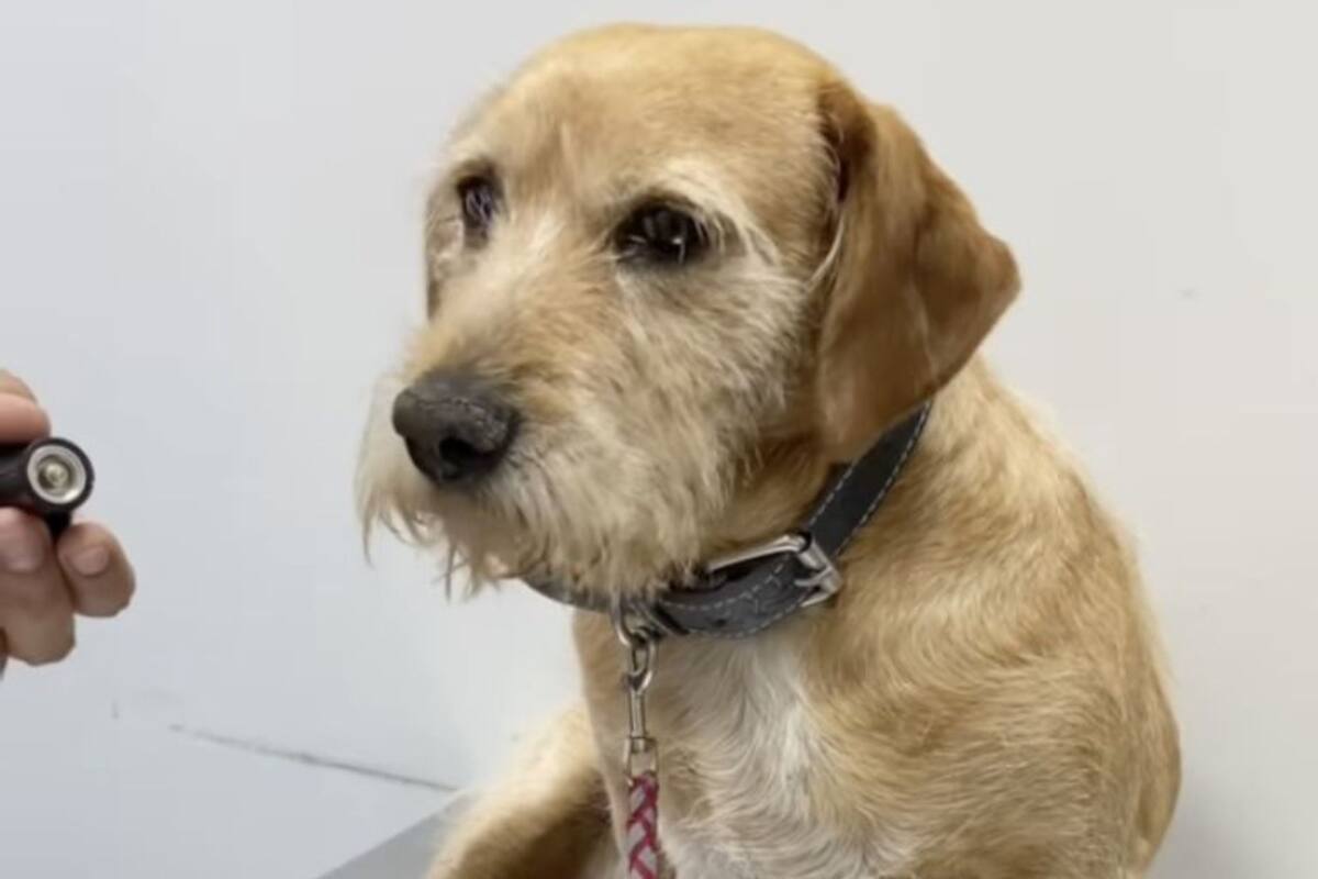 El perro se volvió viral en redes sociales por su peculiar historia