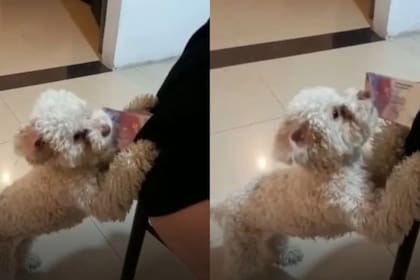 El perro se volvió viral en TikTok a raíz del video (Foto: Captura de video)