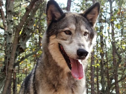 El perro siberiano es más pequeño y liviano con respecto a un lobo; además tiene un pelaje menos denso