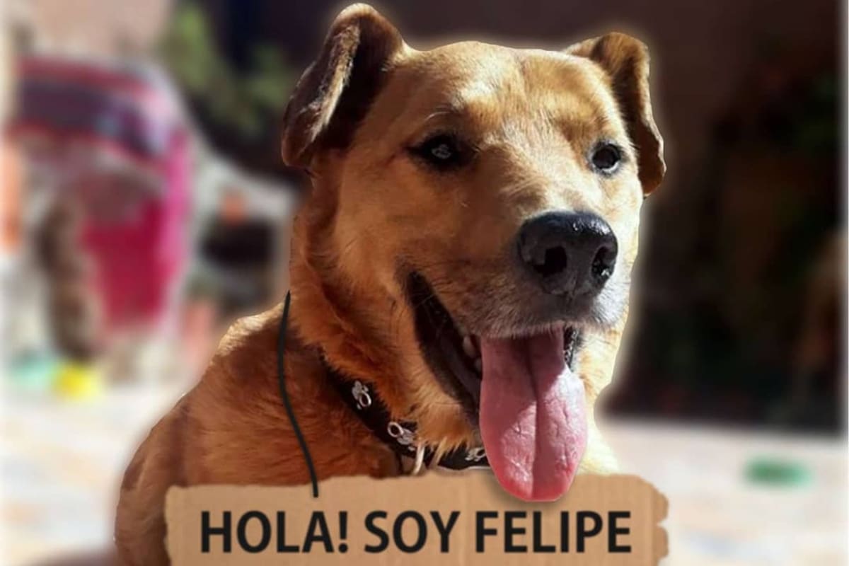 El perro tiene problemas para moverse por una lesión en la cadera y a través de la venta del alimento típico del litoral argentino la pareja que lo rescató busca pagar su recuperación