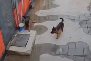 El perro tuvo que pedir ayuda a para salvar a otro que cayó en un hueco