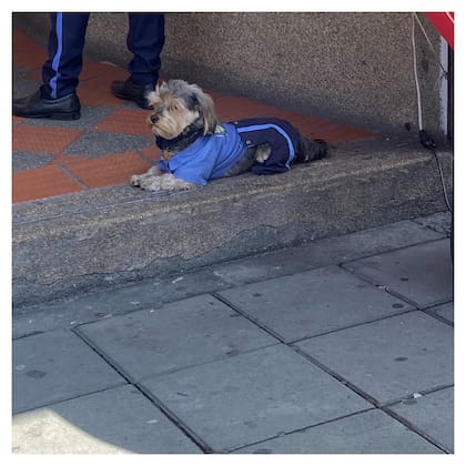 El perro usa ese uniforme ya que una vez un desconocido intentó llevarse al animal
