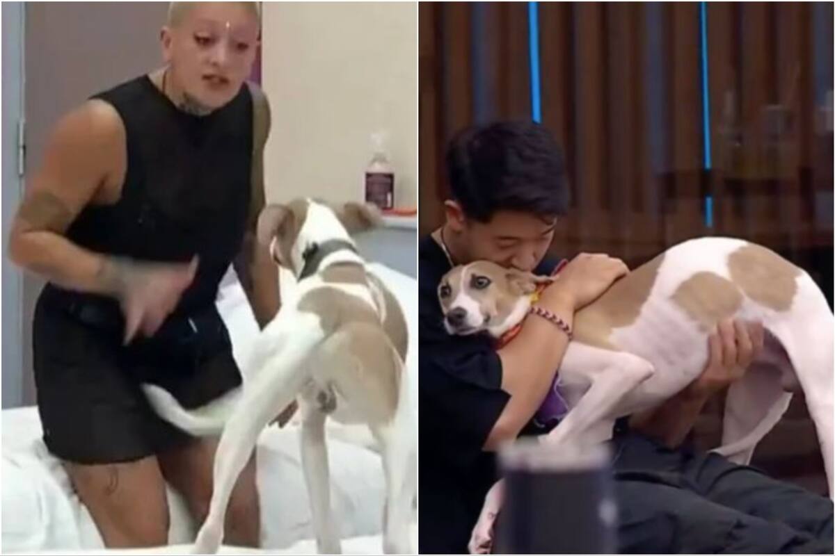 El perro vive con los participantes desde hace varios días (Foto: Captura de video)