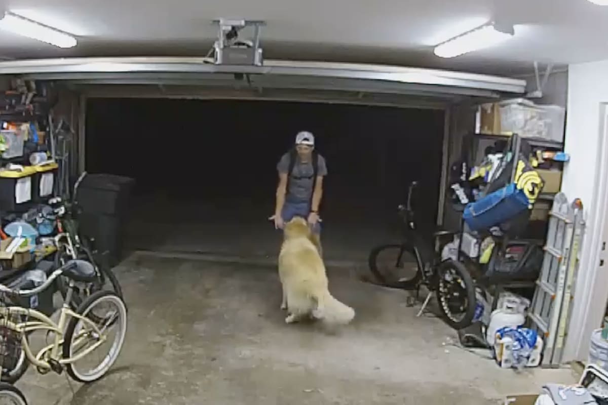 El perro y el ladrón se convirtieron en grandes amigos en poco tiempo