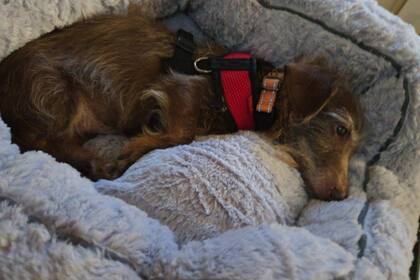El perro ya se encuentra nuevamente en su hogar junto a su familia