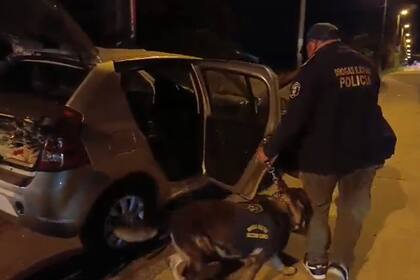 El perro Zidane detectó droga