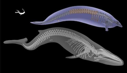 El Perucetus habría sido más pequeño que la ballena azul promedio pero mucho más pesado