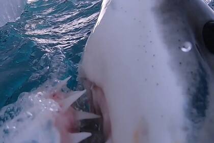 El pescador logró capturar los letales colmillos del gran tiburón blanco en la fotografía