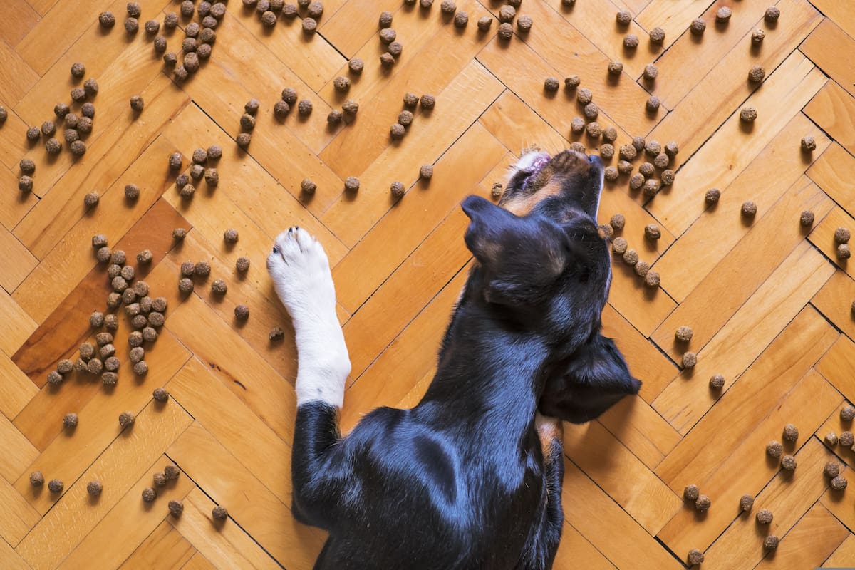 El peso ideal de los distintos tipos de perros es importante para saber cómo alimentarlos