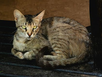 El peso indicado de un gato común europeo suele estar entre los 3,5 y 5,5 kg