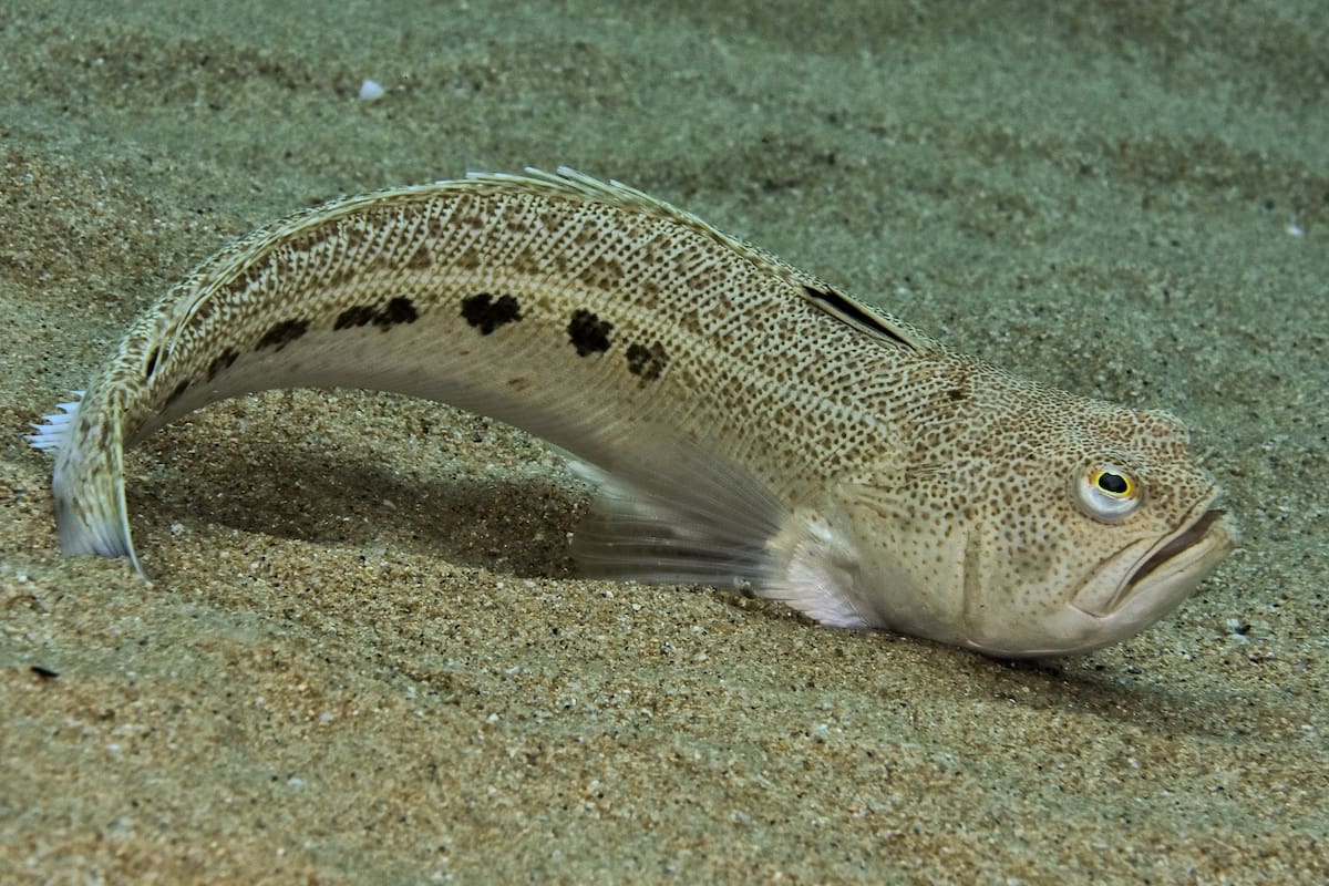 El pez araña es común en aguas frías del mar Mediterráneo, mar Cantábrico y al este del océano Atlántico