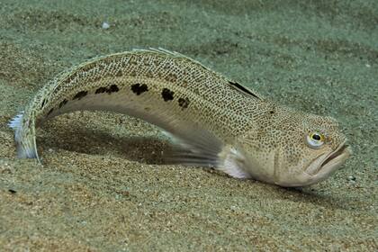 El pez araña es común en aguas frías del mar Mediterráneo, mar Cantábrico y al este del océano Atlántico