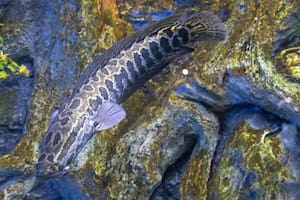 El pez cabeza de serpiente es un depredador voraz de fauna acuática y terrestre (Foto: iStock)