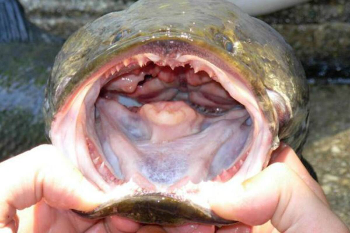 El pez cabeza de serpiente no solo devora peces y crustáceos, sino que puede hacer migraciones cortas por tierra