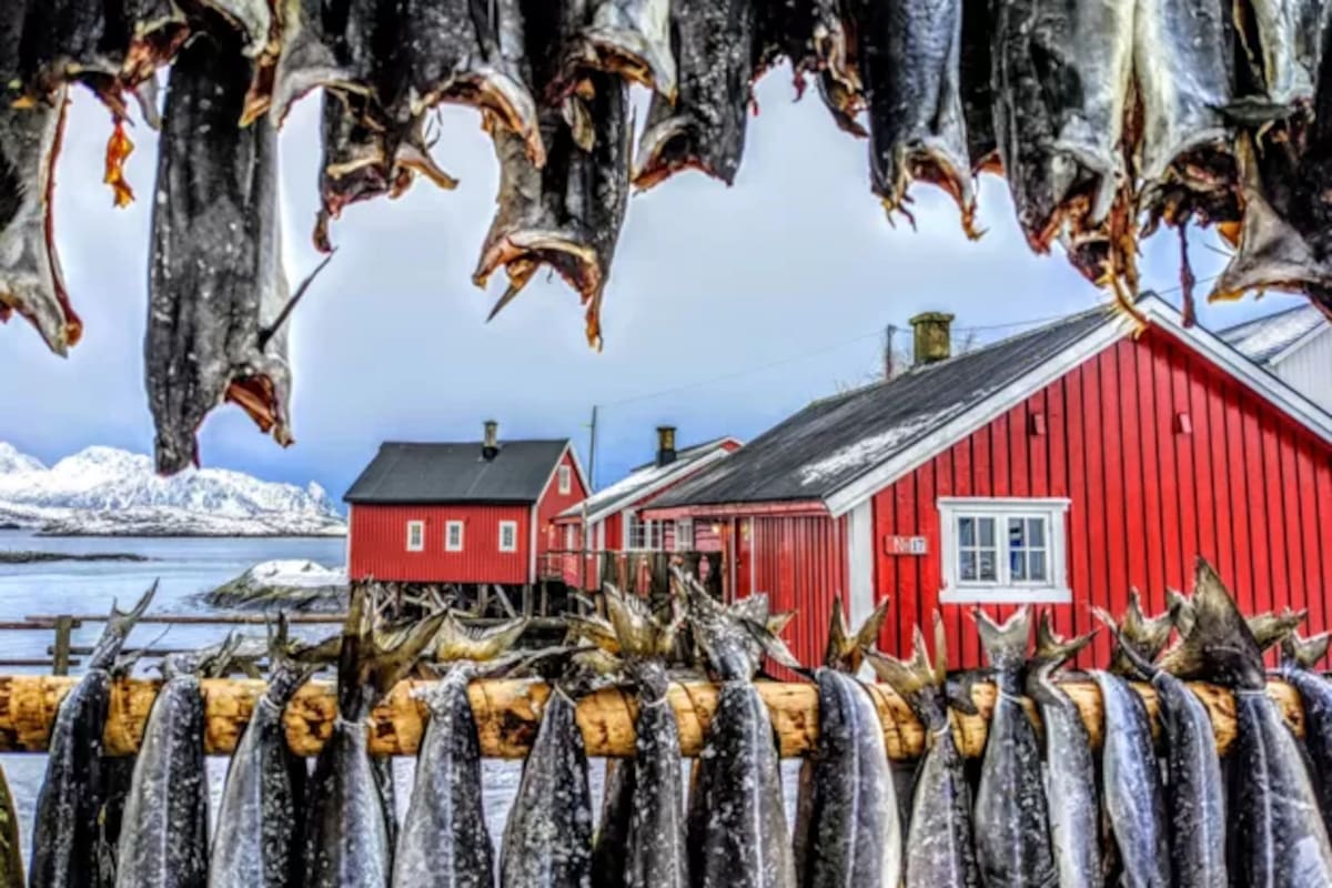 El pez es un símbolo cristiano que hace referencia a Jesús y preparar el pescado seco recuerda la multiplicación milagrosa de panes y peces. FOTO: "Secado de bacalao", por Kasia Ciesielska-Faber, Reino Unido