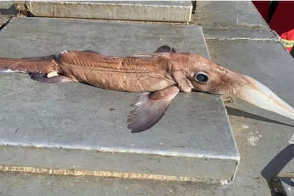 El pez fue atrapado a unos 800 metros de profundidad en las costas de Terranova y su figura asombró y espantó a quienes lo sacaron del agua