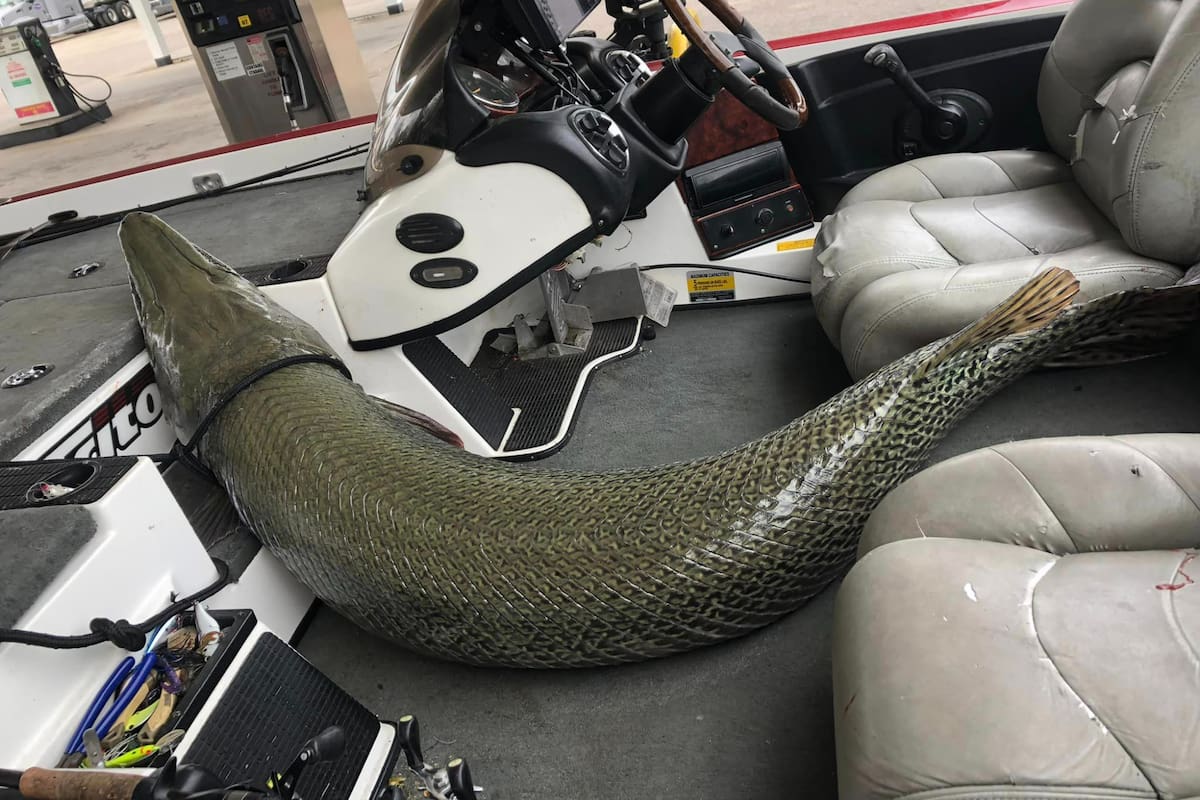 El pez fue capturado en el río Mobile-Tensaw Delta, en Alabama