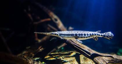 El pez lagarto es una especie prehistórica que se puede encontrar en el estado de Nueva York