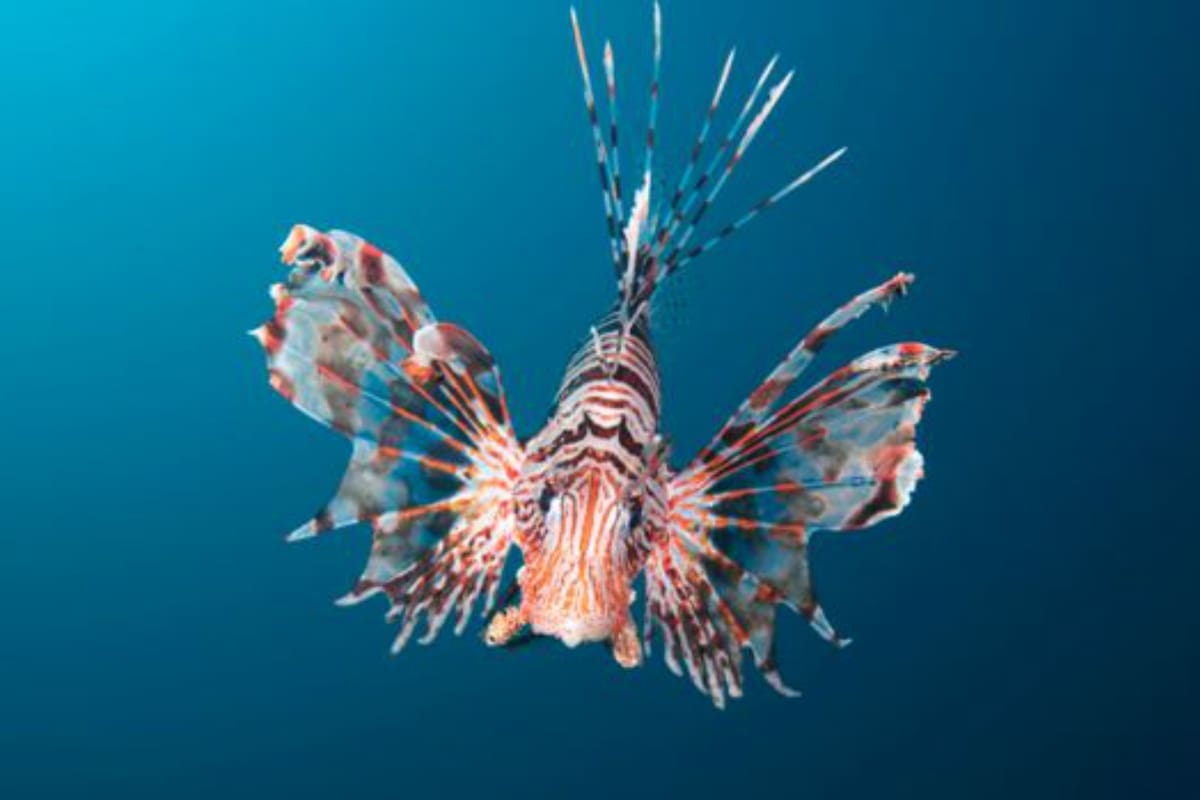 El pez león es un voraz depredador y ha tenido un impacto devastador en las especies nativas de peces