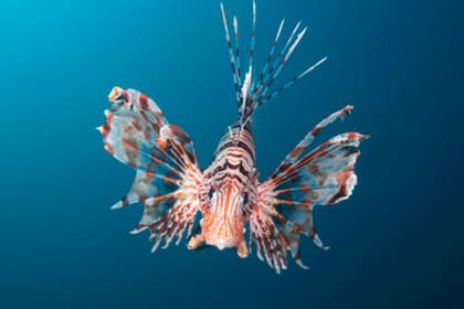 El pez león es un voraz depredador y ha tenido un impacto devastador en las especies nativas de peces