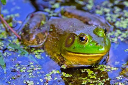 El pez león es un voraz depredador y ha tenido un impacto devastador en las especies nativas de peces