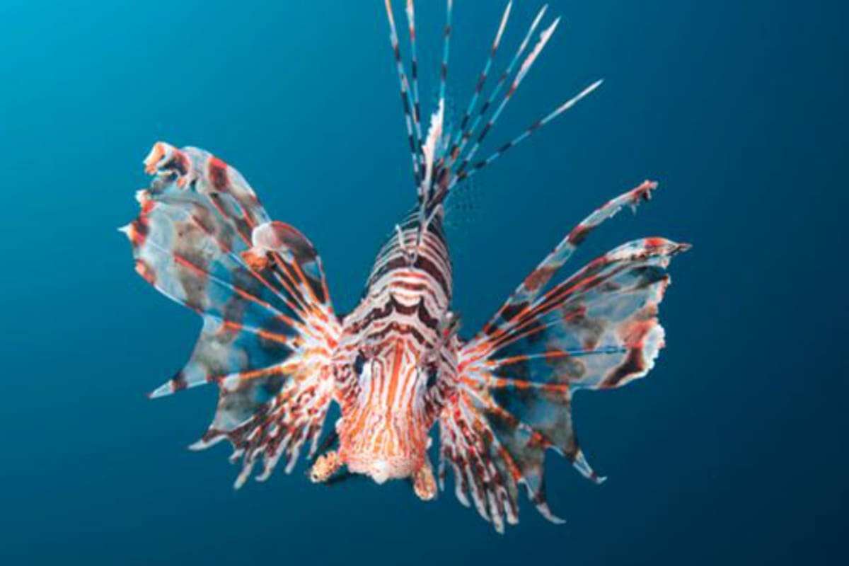 El pez león es un voraz depredador y ha tenido un impacto devastador en las especies nativas de peces