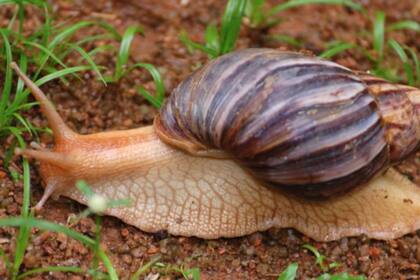 El caracol africano llegó a Brasil en la década del 70 y desde ahí se propagó a diferentes países de Sudamérica