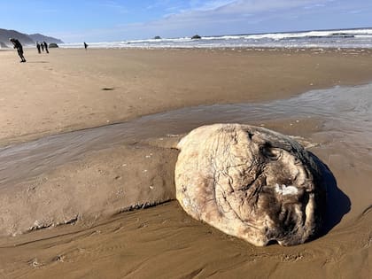 El pez luna puede llegar a medir hasta tres metros y pesar alrededor de 2300 kilos