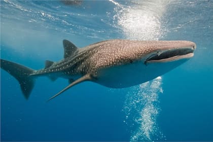 El pez más grande del mundo habita en las costas de Perú