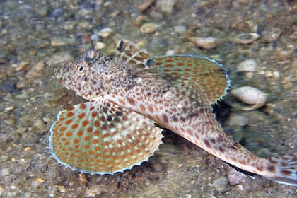 El Pez petirrojo de mar vive en las aguas del océano Atlántico e Indico-Pacífico Oriental (imagen ilustrativa)