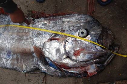 El pez remo capturado en las aguas de Chile