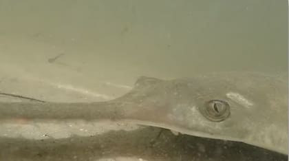 El pez sierra puede nadar tanto en agua dulce como salada