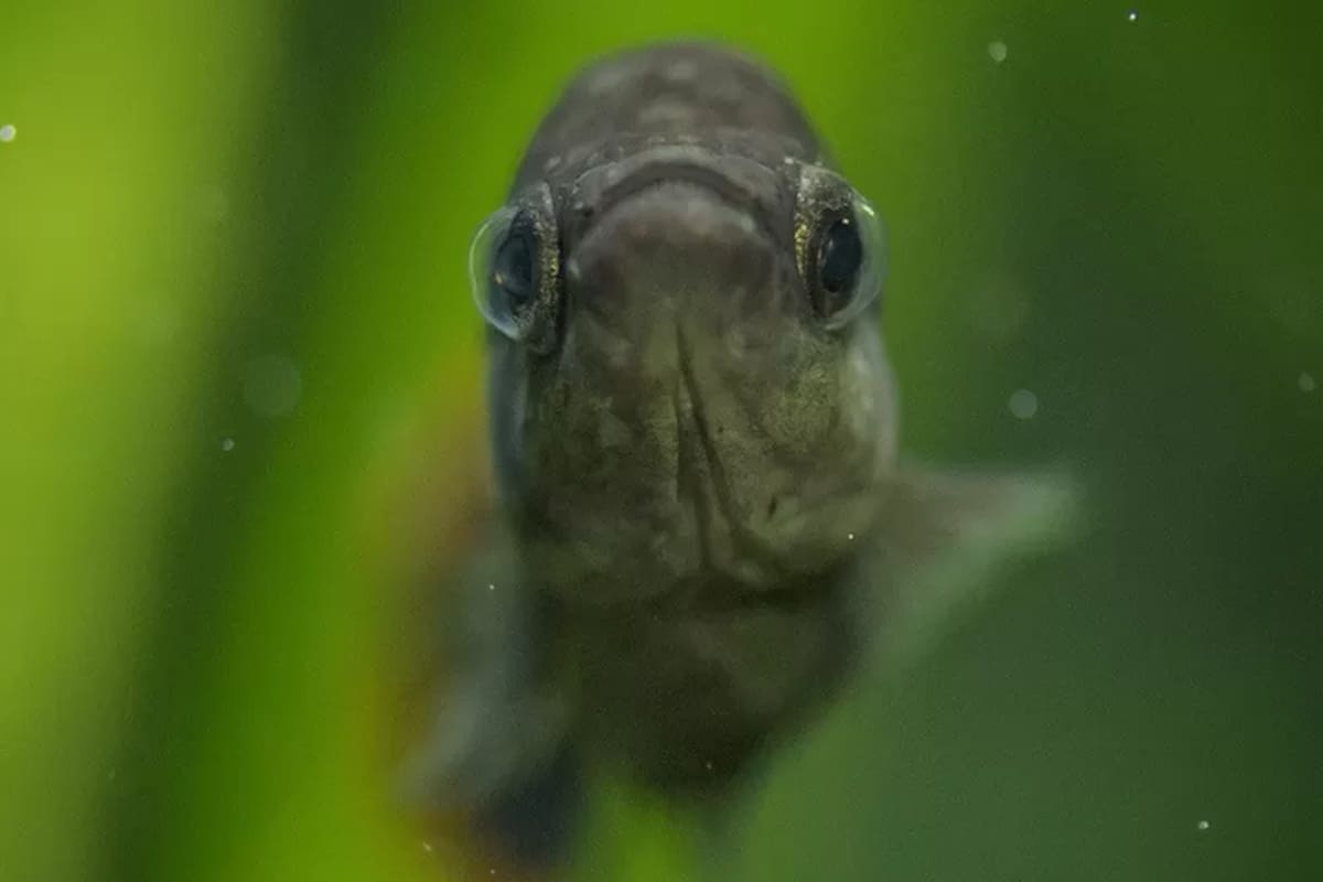 El pez Tequila es pequeño, alcanza como máximo los 7 cm.