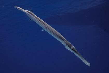 El pez trompeta, uno de los singulares ejemplares fotografiados por Nicolás Marin, que aprovecha su profesión de fotógrafo para dar información sobre las especies marinas y la manera de tomar conciencia de cómo protegerlas