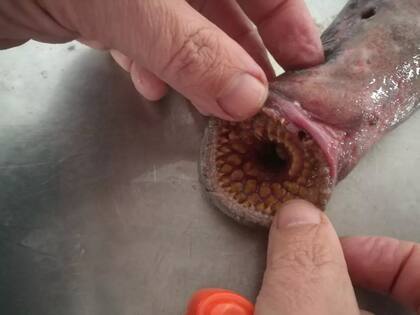 El "pez vampiro" encontrado por un joven en las playas de Gran Bretaña