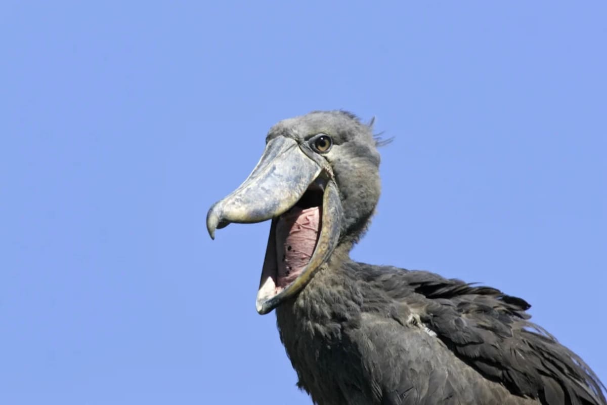 El picozapato habita en países al este y centro de África