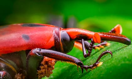 El Picudo rojo de las palmeras