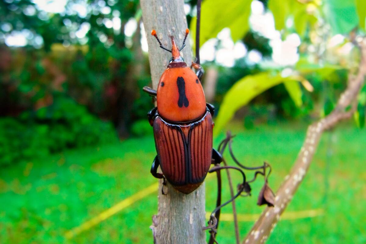 El picudo rojo es un escarabajo adulto de color rojizo y con manchas negras que mide hasta 5 cm. Tiene un rostro alargado en forma de pico y se desarrolla en el interior de las palmeras, en donde es posible encontrar sus cuatros estados (huevo, larva, pupa y adulto)