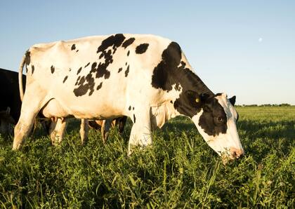 El pietín, una afección frecuente de las pezuñas de las vacas lecheras, que produce rengueo o claudicación para caminar, es otro problema serio de los tambos en la Argentina